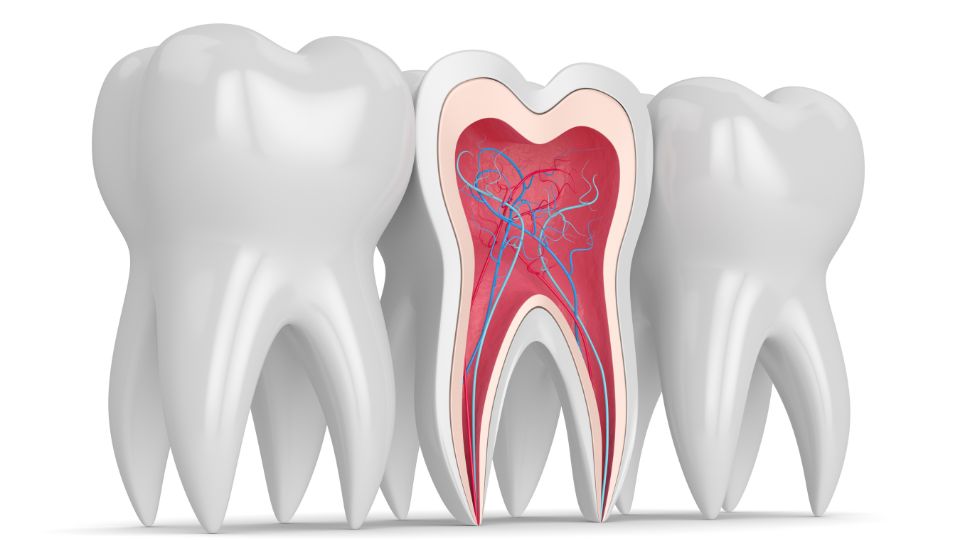 歯内療法（歯の神経の治療）